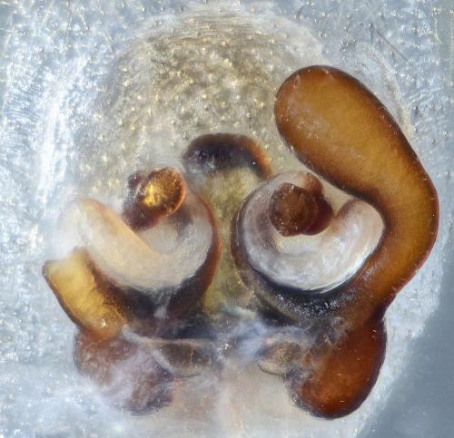 Scotophaeus scutulatus